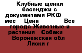 Клубные щенки басенджи с документами РКФ - 2,5 мес. › Цена ­ 20 000 - Все города Животные и растения » Собаки   . Воронежская обл.,Лиски г.
